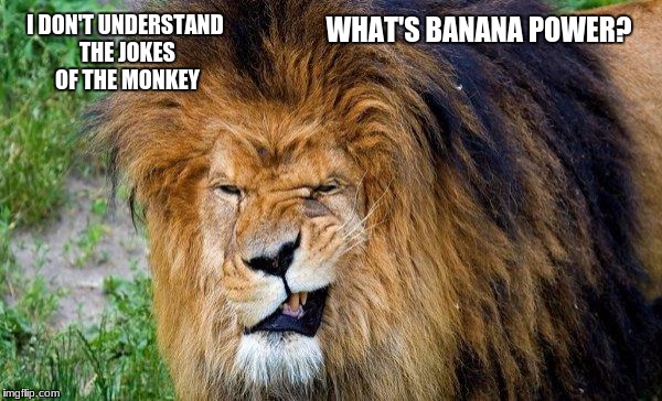 Dumb Lion | I DON'T UNDERSTAND THE JOKES OF THE MONKEY; WHAT'S BANANA POWER? | image tagged in dumb lion | made w/ Imgflip meme maker