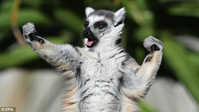 High Quality Super Lemur Blank Meme Template