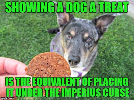 imperio | SHOWING A DOG A TREAT; IS THE EQUIVALENT OF PLACING IT UNDER THE IMPERIUS CURSE | image tagged in dog  treat,dog,imperius curse,imperio,harry potter,treat | made w/ Imgflip meme maker