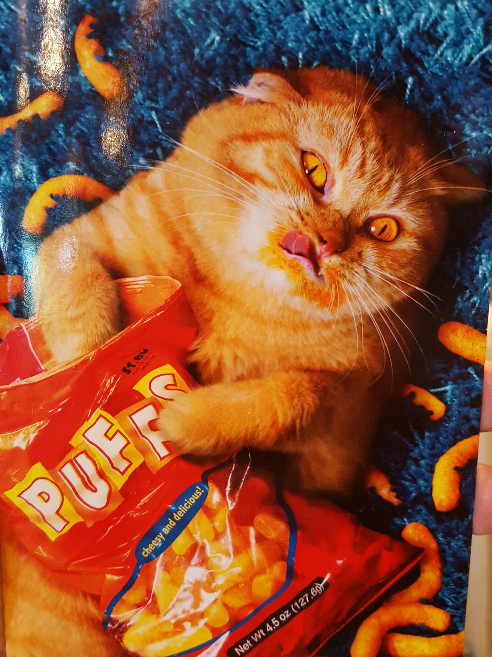 Cat eating Cheetos Blank Meme Template