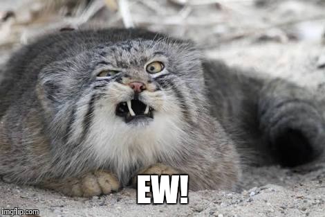 Ew kitty cat | EW! | image tagged in ew kitty cat | made w/ Imgflip meme maker