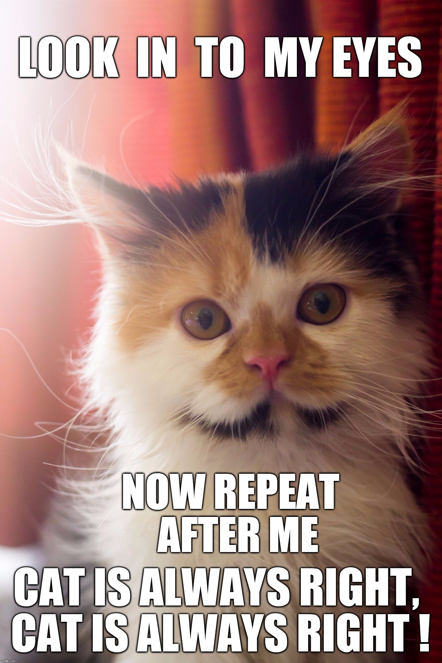 LOOK  IN  TO  MY EYES; NOW REPEAT  AFTER ME; CAT IS ALWAYS RIGHT, CAT IS ALWAYS RIGHT ! | image tagged in coco the cat | made w/ Imgflip meme maker