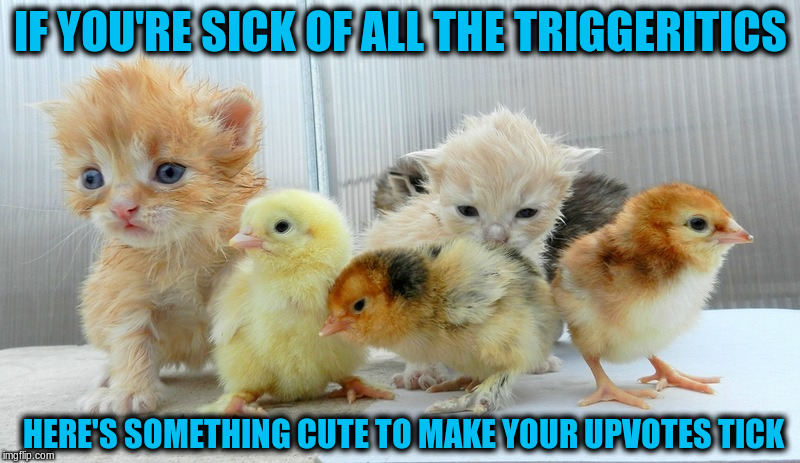 IF YOU'RE SICK OF ALL THE TRIGGERITICS; HERE'S SOMETHING CUTE TO MAKE YOUR UPVOTES TICK | image tagged in memes,cute,animals,chicks,cats,kittens | made w/ Imgflip meme maker