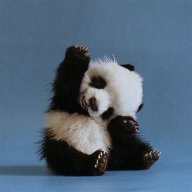 High Quality Baby Panda Wave Blank Meme Template