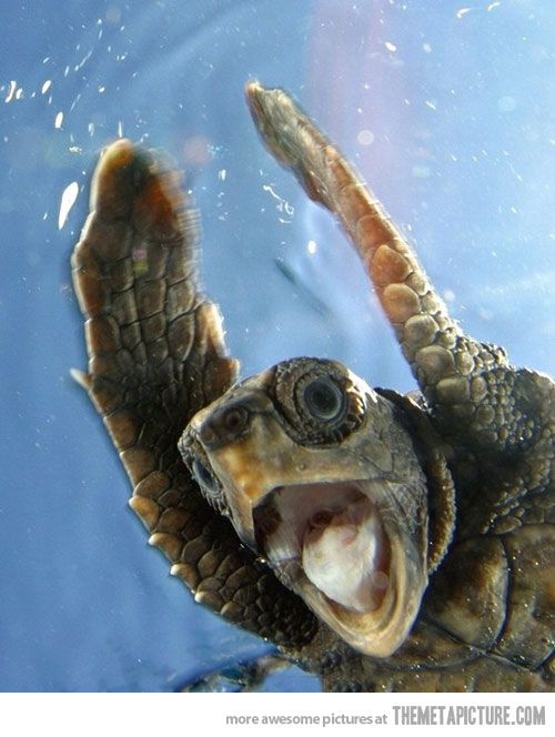 shook turt Blank Meme Template