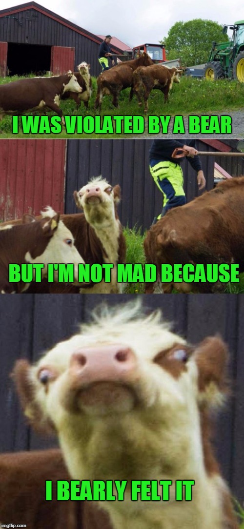 Stupid cow | I WAS VIOLATED BY A BEAR; BUT I'M NOT MAD BECAUSE; I BEARLY FELT IT | image tagged in bad pun cow | made w/ Imgflip meme maker