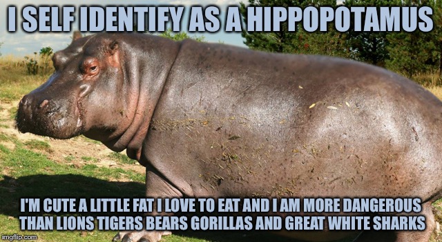 I SELF IDENTIFY AS A HIPPOPOTAMUS; I'M CUTE A LITTLE FAT I LOVE TO EAT AND I AM MORE DANGEROUS THAN LIONS TIGERS BEARS GORILLAS AND GREAT WHITE SHARKS | image tagged in memes,funny,cute animals,hippopotamus | made w/ Imgflip meme maker