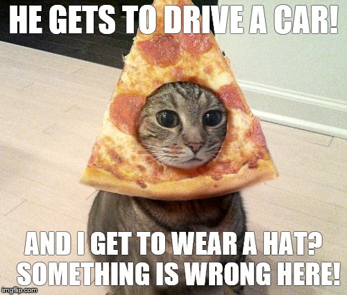 pizza cat | HE GETS TO DRIVE A CAR! AND I GET TO WEAR A HAT?  SOMETHING IS WRONG HERE! | image tagged in pizza cat | made w/ Imgflip meme maker