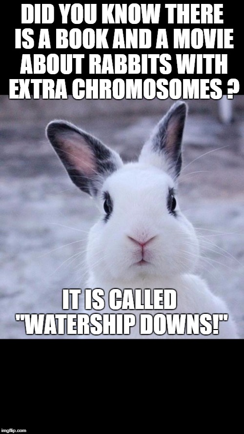 Rabbit | DID YOU KNOW THERE IS A BOOK AND A MOVIE ABOUT RABBITS WITH EXTRA CHROMOSOMES ? IT IS CALLED "WATERSHIP DOWNS!" | image tagged in rabbit | made w/ Imgflip meme maker