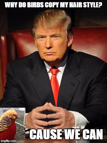 Serious Trump | WHY DO BIRDS COPY MY HAIR STYLE? CAUSE WE CAN | image tagged in serious trump | made w/ Imgflip meme maker