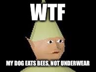 Gnome child | WTF MY DOG EATS BEES, NOT UNDERWEAR | image tagged in gnome child | made w/ Imgflip meme maker