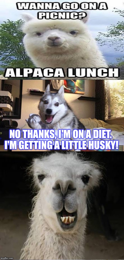 Bad pun dog and alpaca on a picnic | NO THANKS, I'M ON A DIET. I'M GETTING A LITTLE HUSKY! | image tagged in memes,bad pun dog | made w/ Imgflip meme maker