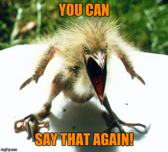 Angry bird | YOU CAN SAY THAT AGAIN! | image tagged in angry bird | made w/ Imgflip meme maker