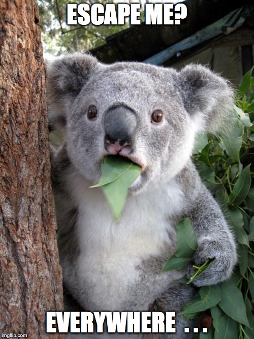 Surprised Koala Meme | ESCAPE ME? EVERYWHERE  . . . | image tagged in memes,surprised koala | made w/ Imgflip meme maker