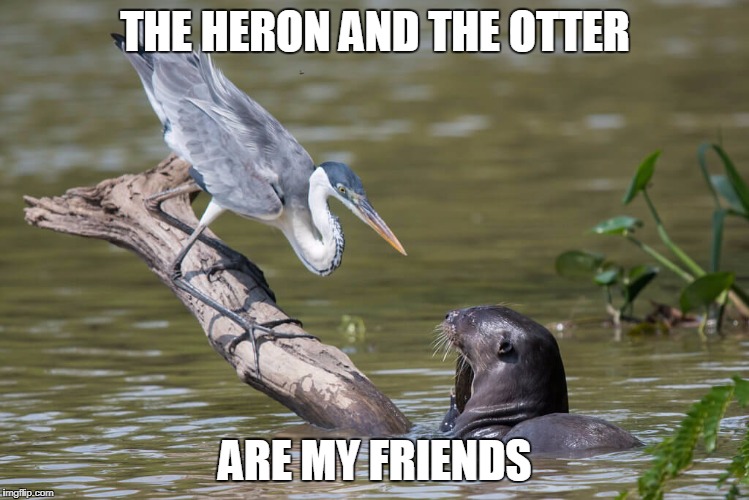 Looks like life imitates art once again! | THE HERON AND THE OTTER; ARE MY FRIENDS | image tagged in pocahontas in real life | made w/ Imgflip meme maker
