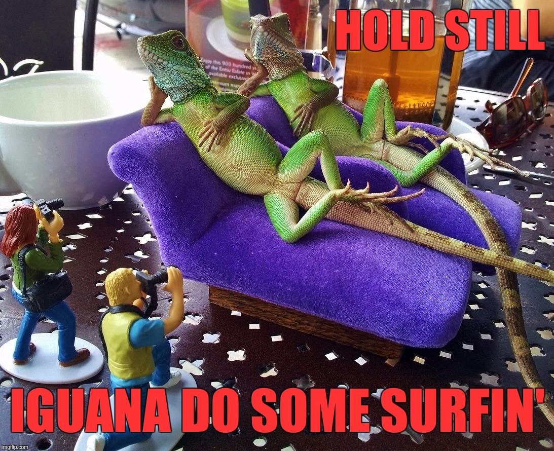 HOLD STILL IGUANA DO SOME SURFIN' | made w/ Imgflip meme maker