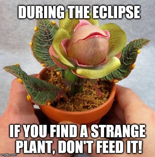 DURING THE ECLIPSE; IF YOU FIND A STRANGE PLANT, DON'T FEED IT! | image tagged in little shop | made w/ Imgflip meme maker