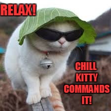 Funny animals | CHILL KITTY COMMANDS IT! RELAX! | image tagged in funny animals | made w/ Imgflip meme maker