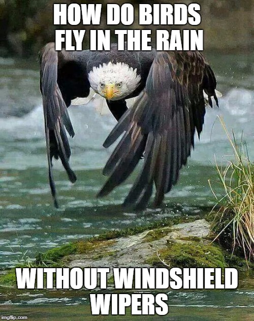 Eagles | HOW DO BIRDS FLY IN THE RAIN; WITHOUT WINDSHIELD WIPERS | image tagged in eagles | made w/ Imgflip meme maker