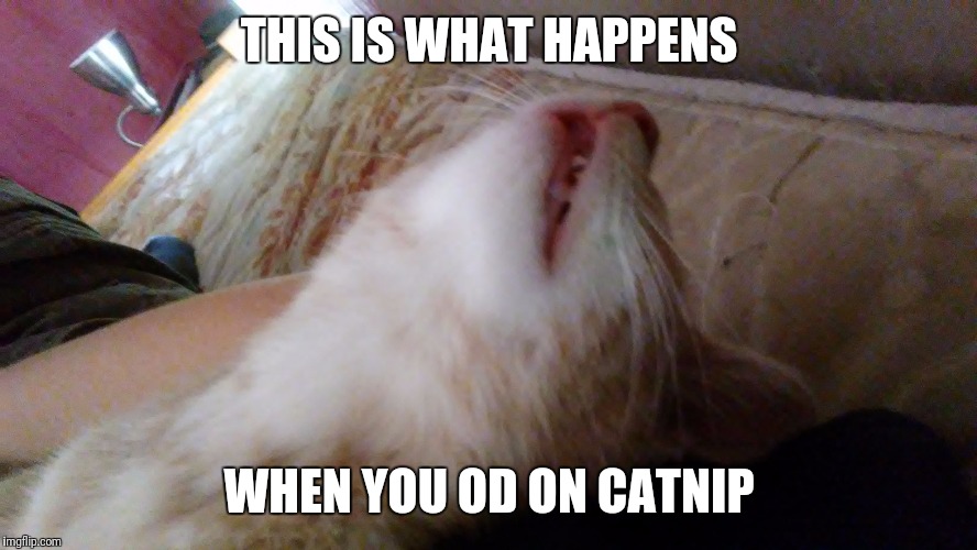 This is my cat Chucky. He's a freaking idiot. | THIS IS WHAT HAPPENS; WHEN YOU OD ON CATNIP | image tagged in dead kitten,memes | made w/ Imgflip meme maker