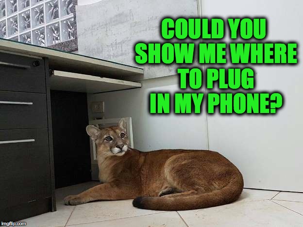 A Valid Question | COULD YOU SHOW ME WHERE TO PLUG IN MY PHONE? | image tagged in office puma | made w/ Imgflip meme maker