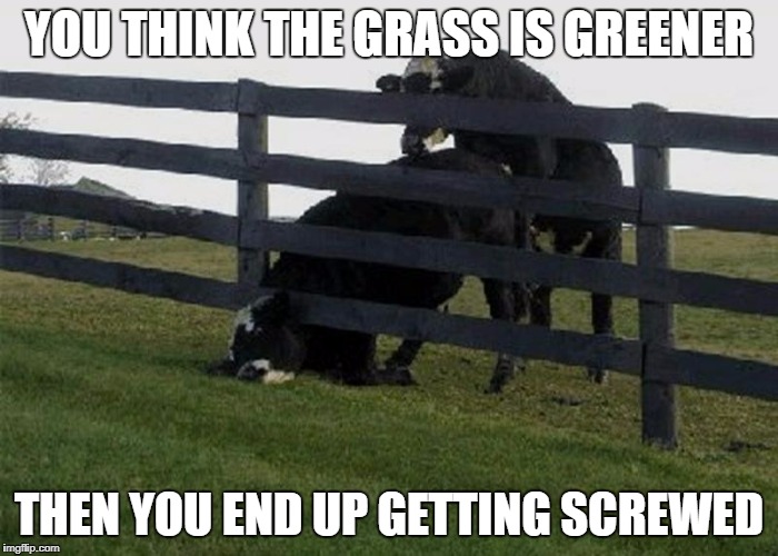 cow stuck in fence | YOU THINK THE GRASS IS GREENER; THEN YOU END UP GETTING SCREWED | image tagged in cow stuck in fence | made w/ Imgflip meme maker