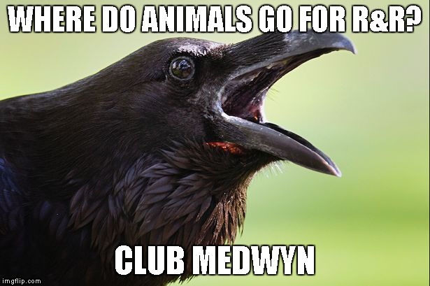  WHERE DO ANIMALS GO FOR R&R? CLUB MEDWYN | image tagged in advice crow | made w/ Imgflip meme maker