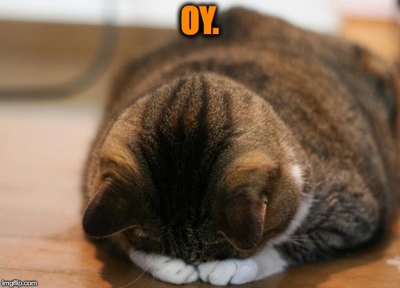 kittycat facepalm | OY. | image tagged in kittycat facepalm | made w/ Imgflip meme maker