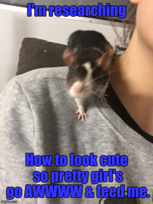 Oliver Rat | I'm researching How to look cute so pretty girl's go AWWWW & feed me. | image tagged in oliver rat | made w/ Imgflip meme maker