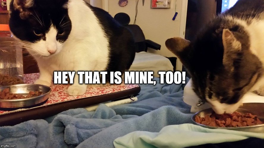Mine too! | HEY THAT IS MINE, TOO! | image tagged in that's mine,funny cat memes,cat meme | made w/ Imgflip meme maker