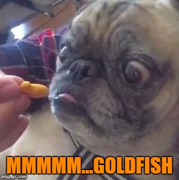 MMMMM...GOLDFISH | made w/ Imgflip meme maker