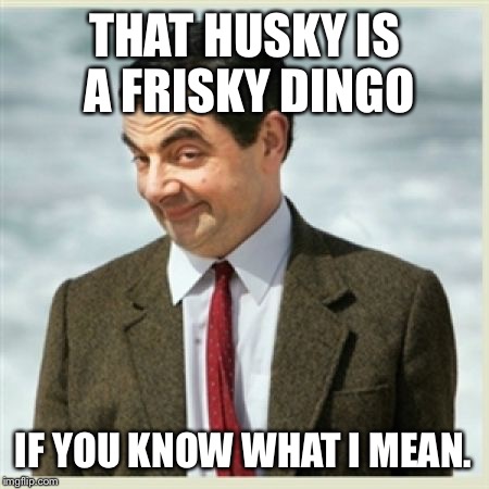 Bad Pun about Bad Pun Dog - Mr Bean | THAT HUSKY IS A FRISKY DINGO; IF YOU KNOW WHAT I MEAN. | image tagged in mr bean,bad pun dog,animal meme,husky,frisky dingo,funny dogs | made w/ Imgflip meme maker