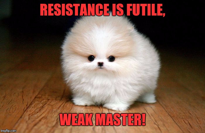 Cuteness overloading | RESISTANCE IS FUTILE, WEAK MASTER! | image tagged in derp doge,memes,funny,funny memes,dank memes | made w/ Imgflip meme maker