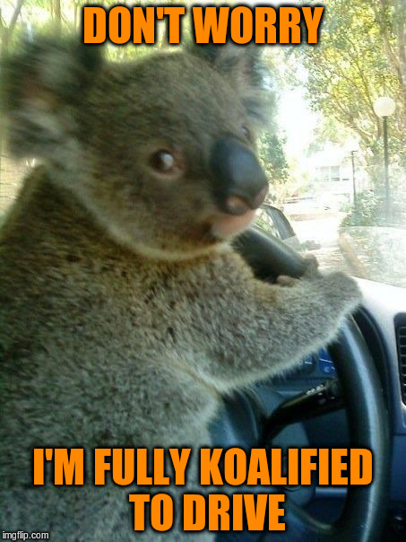 DON'T WORRY I'M FULLY KOALIFIED TO DRIVE | made w/ Imgflip meme maker