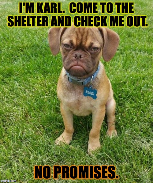 Karl is conducting interviews. | I'M KARL.  COME TO THE SHELTER AND CHECK ME OUT. NO PROMISES. | image tagged in memes,puppies,adoption,funny | made w/ Imgflip meme maker