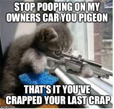 cats with guns | STOP POOPING ON MY OWNERS CAR YOU PIGEON; THAT'S IT YOU'VE CRAPPED YOUR LAST CRAP | image tagged in cats with guns | made w/ Imgflip meme maker