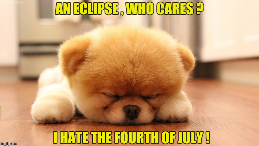 Sleeping dog | AN ECLIPSE , WHO CARES ? I HATE THE FOURTH OF JULY ! | image tagged in sleeping dog | made w/ Imgflip meme maker