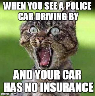 Shocked Cat | WHEN YOU SEE A POLICE CAR DRIVING BY; AND YOUR CAR HAS NO INSURANCE | image tagged in shocked cat | made w/ Imgflip meme maker