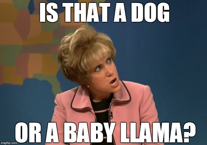 IS THAT A DOG OR A BABY LLAMA? | made w/ Imgflip meme maker