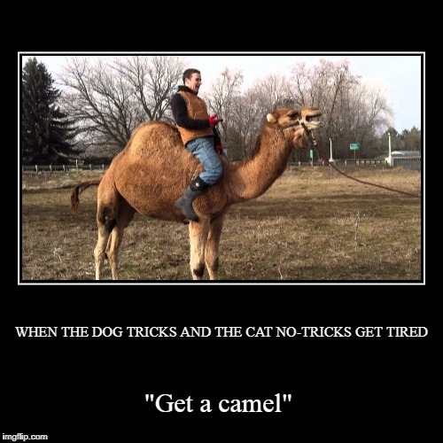 Ever Thought About Getting A Camel  | image tagged in funny,demotivationals,camels | made w/ Imgflip demotivational maker