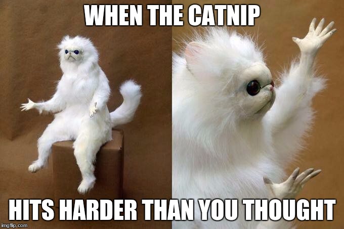 Taxidermy cat | WHEN THE CATNIP; HITS HARDER THAN YOU THOUGHT | image tagged in taxidermy cat | made w/ Imgflip meme maker