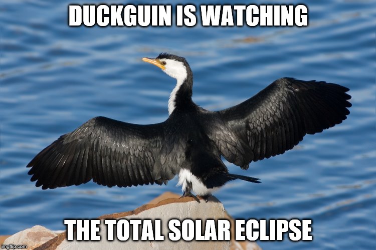 Duckguin | DUCKGUIN IS WATCHING; THE TOTAL SOLAR ECLIPSE | image tagged in duckguin | made w/ Imgflip meme maker
