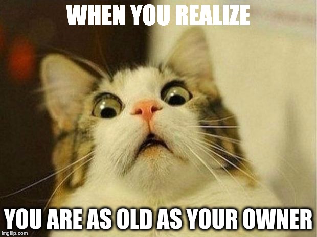 Scared Cat | WHEN YOU REALIZE; YOU ARE AS OLD AS YOUR OWNER | image tagged in memes,scared cat | made w/ Imgflip meme maker