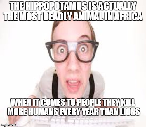 THE HIPPOPOTAMUS IS ACTUALLY THE MOST DEADLY ANIMAL IN AFRICA WHEN IT COMES TO PEOPLE THEY KILL MORE HUMANS EVERY YEAR THAN LIONS | made w/ Imgflip meme maker