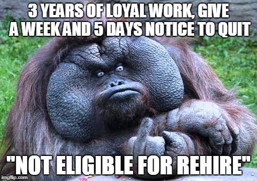 Fat orangutan with middle finger | 3 YEARS OF LOYAL WORK, GIVE A WEEK AND 5 DAYS NOTICE TO QUIT; "NOT ELIGIBLE FOR REHIRE" | image tagged in fat orangutan with middle finger | made w/ Imgflip meme maker