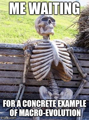 Waiting Skeleton Meme | ME WAITING; FOR A CONCRETE EXAMPLE OF MACRO-EVOLUTION | image tagged in memes,waiting skeleton | made w/ Imgflip meme maker
