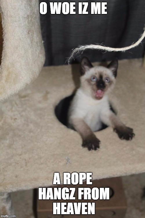 O WOE IZ ME | O WOE IZ ME; A ROPE HANGZ FROM HEAVEN | image tagged in kitty | made w/ Imgflip meme maker