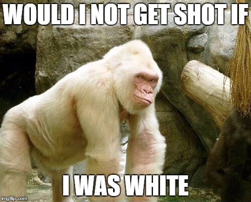 Harambe  | WOULD I NOT GET SHOT IF; I WAS WHITE | image tagged in harambe | made w/ Imgflip meme maker