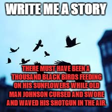 murder of crows | WRITE ME A STORY; THERE MUST HAVE BEEN A THOUSAND BLACK BIRDS FEEDING ON HIS SUNFLOWERS WHILE OLD MAN JOHNSON CURSED AND SWORE AND WAVED HIS SHOTGUN IN THE AIR. | image tagged in murder of crows | made w/ Imgflip meme maker