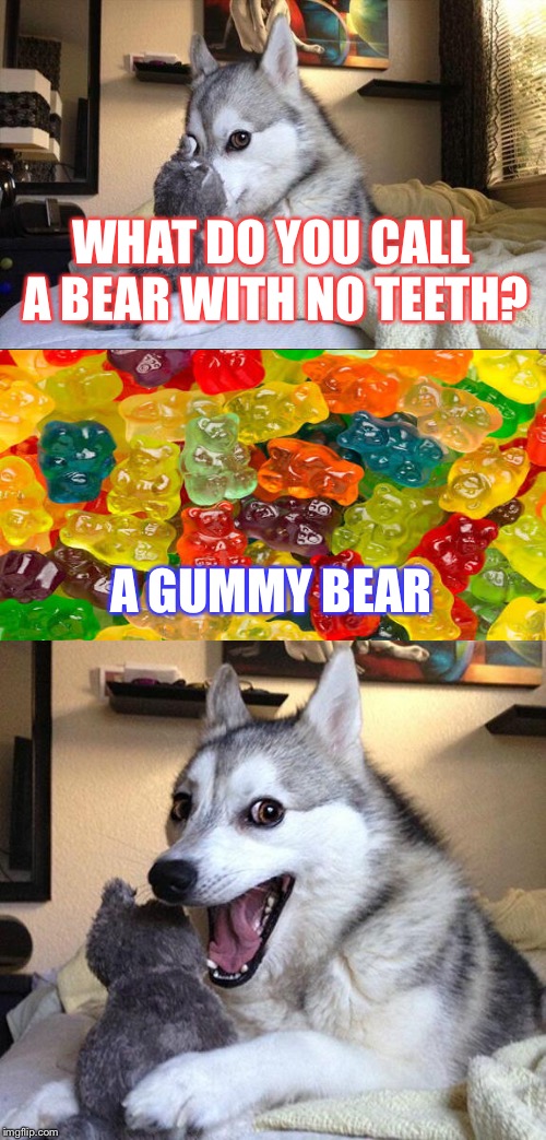 Bad Pun Dog Meme | WHAT DO YOU CALL A BEAR WITH NO TEETH? A GUMMY BEAR | image tagged in memes,bad pun dog | made w/ Imgflip meme maker